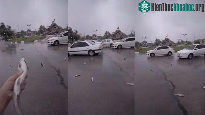 &nbsp;Hàng chục con cá rơi xuống ngay bên cạnh những chiếc ô tô đang lưu thông trên đường.