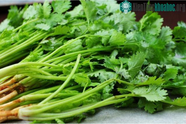 Hạt rau mùi, chiết xuất và dầu từ rau mùi có thể hạ đường huyết hiệu quả.
