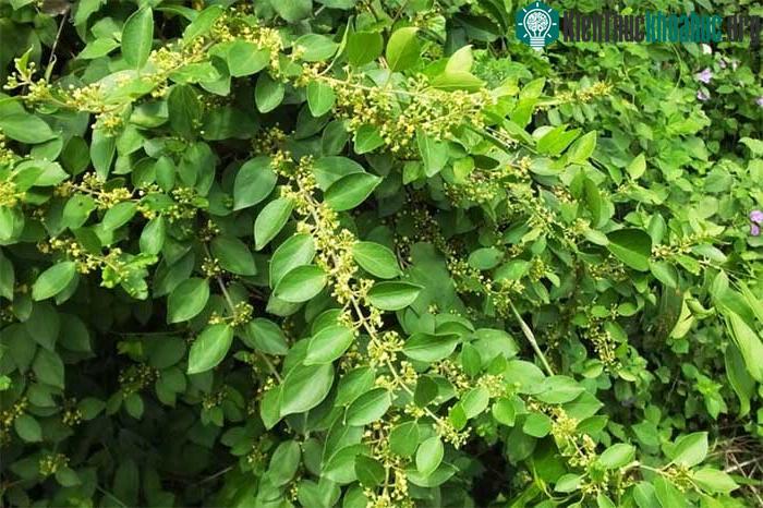Tại Việt Nam loại cây này phổ biến ở các tỉnh thành miền Bắc.