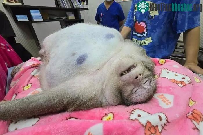 Con khỉ béo phì Godzilla qua đời tại bệnh viện Crystal Pet ở Thái Lan.