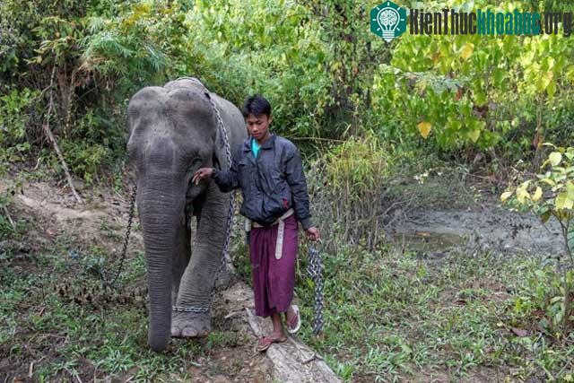 Do sự phát triển của con người, voi châu Á ngày càng mất đi nơi ở tự nhiên