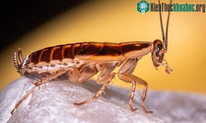 Gián Đức lan rộng khắp thế giới nhờ khả năng thích nghi và tốc độ sinh sản nhanh.