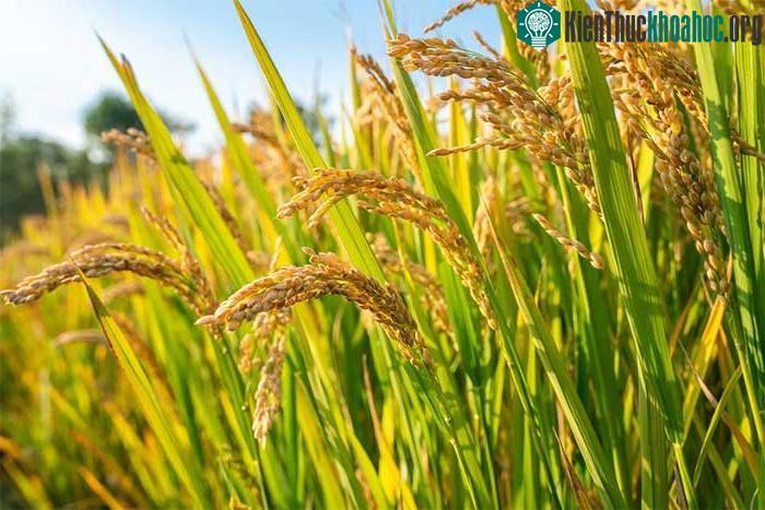&nbsp;Con người bắt đầu trồng lúa khoảng 13.000 năm trước.