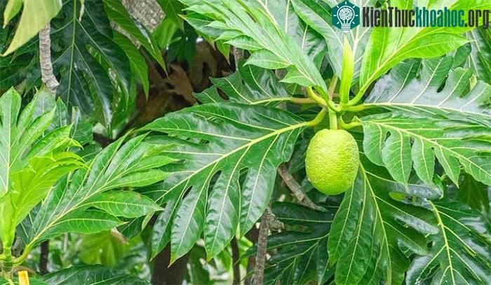Các bộ phận cây sa kê đều mang lại lợi ích sức khoẻ