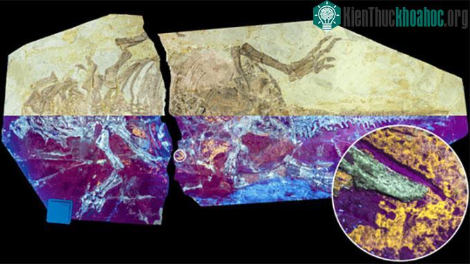 Mẫu da hóa thạch của khủng long dưới tia UV.