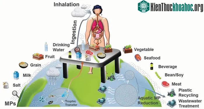 Vi nhựa xâm nhập vào con người thông qua thực phẩm và không khí.