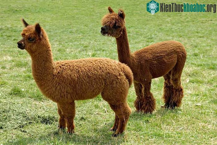 Lạc đà Alpaca.