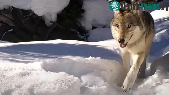 Wolf 907F đi ngang qua camera trên đường mòn ở Công viên Quốc gia Yellowstone.