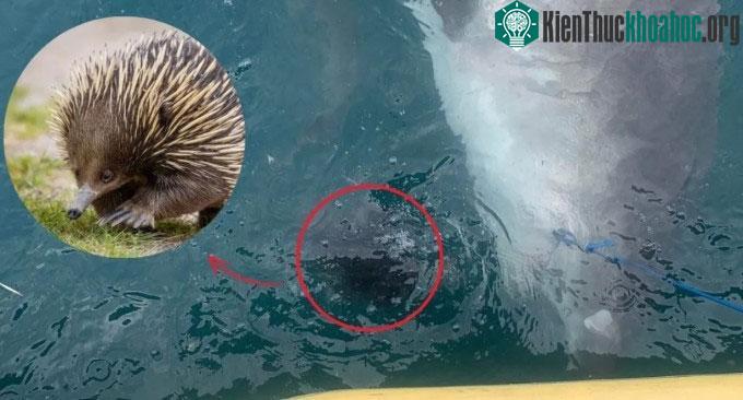 Con cá mập hổ có thể nôn ra nhím do căng thẳng khi bị bắt.