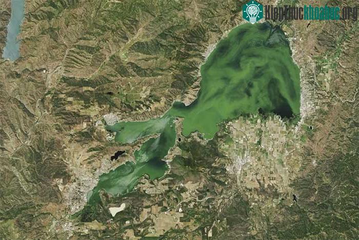 Hồ nước Clear Lake chuyển sang màu xanh ngọc lục bảo