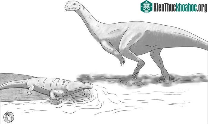 Musankwa sanyatiensis (đứng) trong hình ảnh phác thảo sơ lược của nhóm nghiên cứ