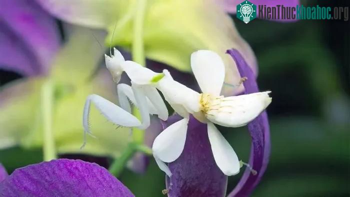 Bọ ngựa phong lan thậm chí còn sử dụng hiệu ứng rung rinh y như cánh hoa thật