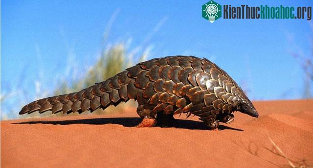 Tê tê khổng lồ (Smutsia gigantea) có thể dài tới 1,2 mét.