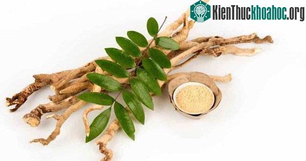Tinh chất trong lá, thân cây mật nhân chứa một lượng acetone, có khả năng chống lại vi khuẩn.