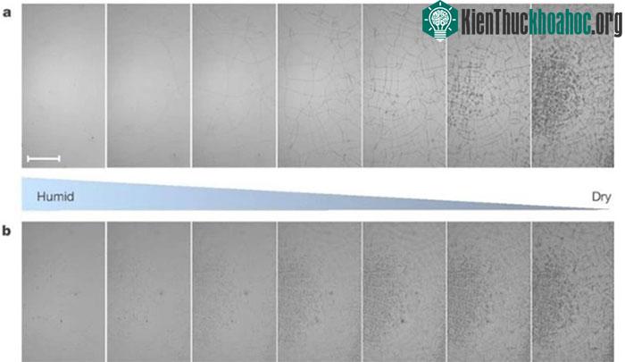 Kính peptit bị nứt và tự phục hồi