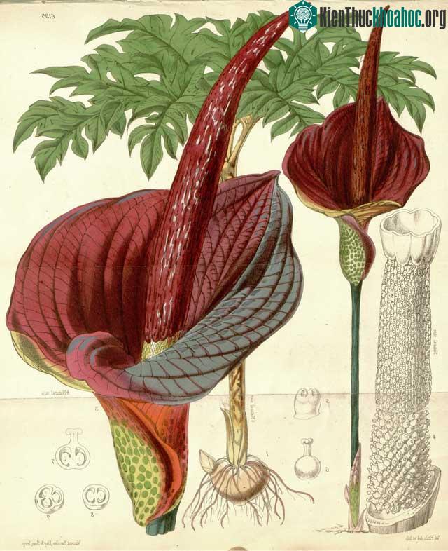 Hình ảnh mô tả cây khoai nưa trong Curtis's Botanical Magazine.
