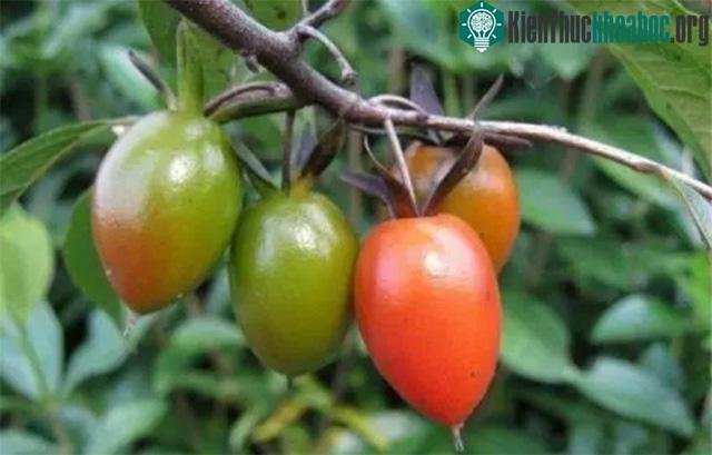 Quả hồng đá có màu xanh và chuyển dần sang màu cam đỏ khi chín.