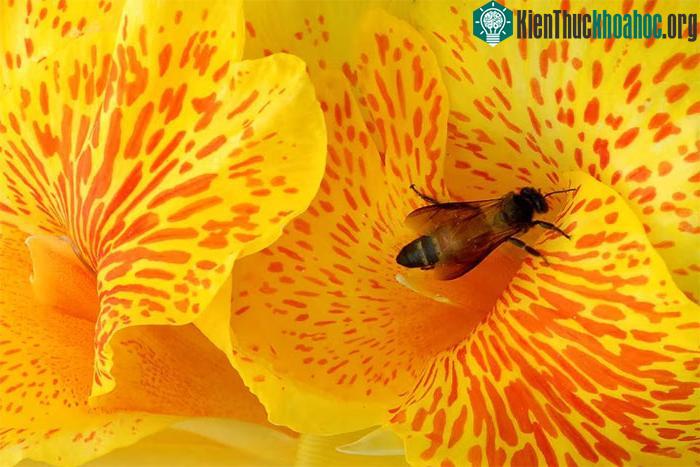 Phát hiện về lịch sử tiến hóa của thực vật có hoa ảnh 1