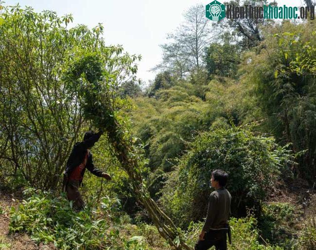 Các công nhân mà ông Pasang thuê để trồng và khai thác cây argeli.