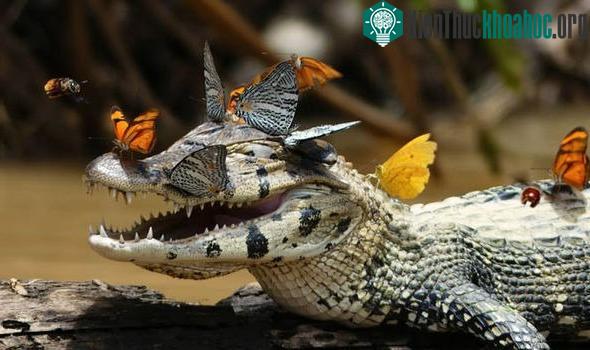 Bướm nhiệt đới uống nước mắt cá sấu