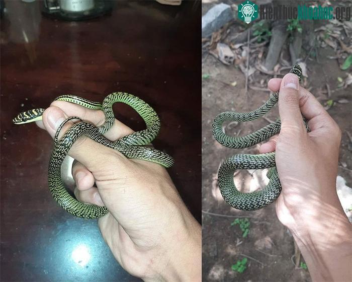 Rắn cườm là loài rắn vô hại với con người, được nhiều người nuôi làm cảnh