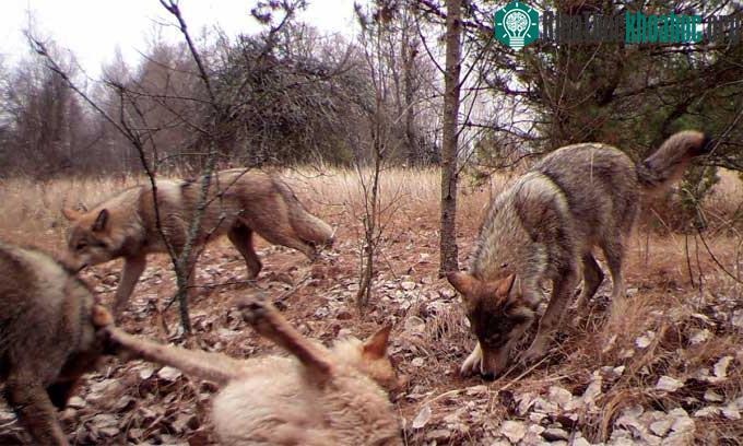 Sự hiện diện của động vật săn mồi quan trọng tại Vùng cấm Chernobyl