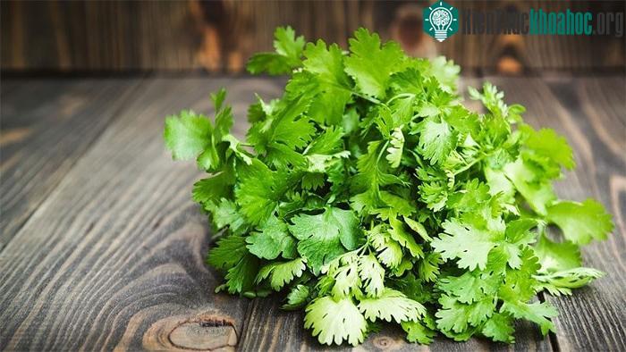 Trong y học cổ truyền của Iran, rau mùi được sử dụng như một chất kích thích sự thèm ăn