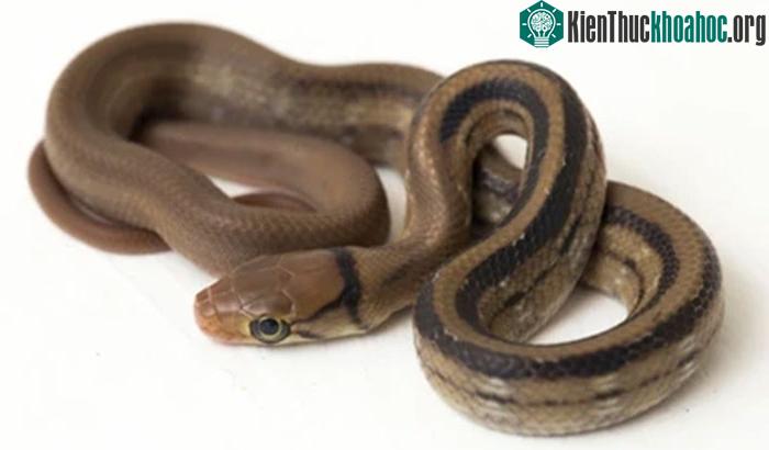 Những hoa văn đặc trưng trên đầu và thân của một cá thể hổ ngựa non