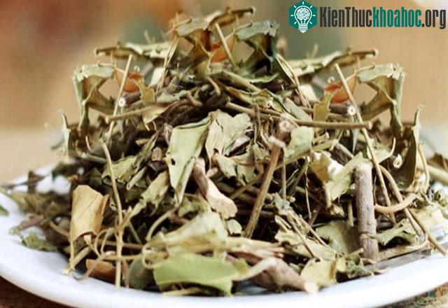 &nbsp;Chiết xuất dây thìa canh làm giảm chất béo trung tính, tăng mức cholesterol "tốt".