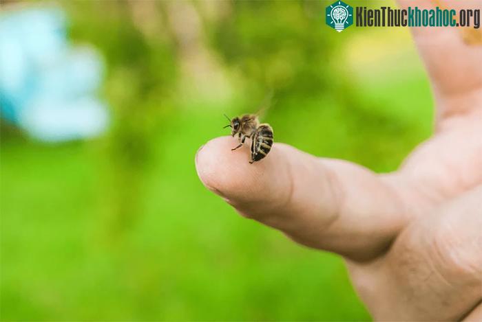 Nên làm gì khi bị ong tấn công? ảnh 1