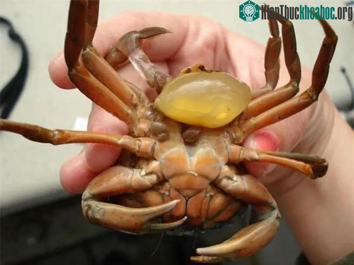 Cua nhiễm ký sinh trùng Sacculina carcini.