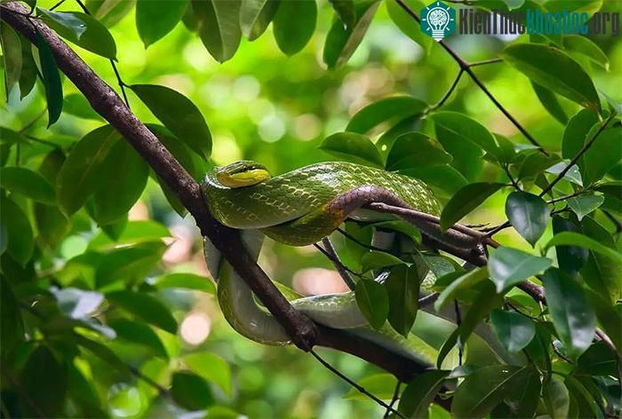 Rắn lục chúa thường sống trên cây và luôn tìm cách lẩn trốn con người