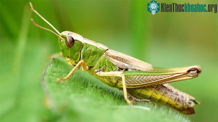 ổ tiên của châu chấu có nguồn gốc từ khu vực Nam Mỹ