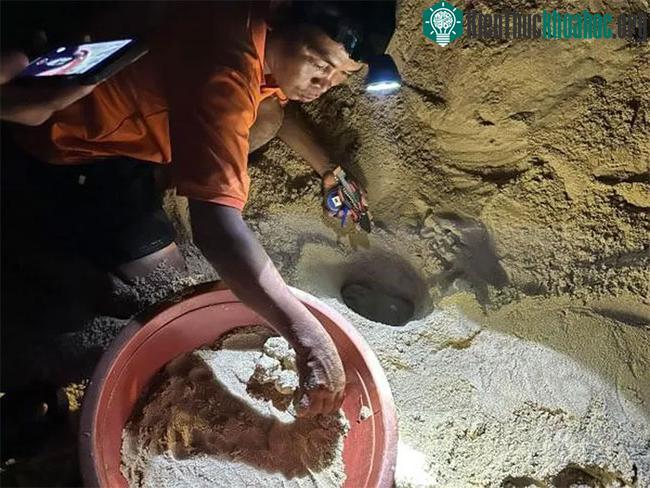 Lần này rùa biển đẻ được 102 trứng.