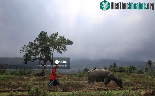 Nông dân làm việc trên cánh đồng lúa dưới chân núi lửa Kanlaon