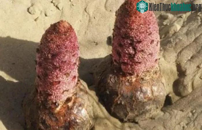 Tỏa dương lại mà mặt hàng đem lại giá trị kinh tế khá tốt.&nbsp;