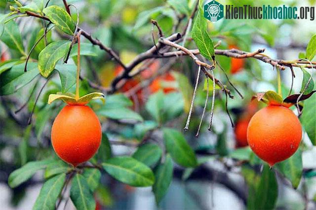 Cây hồng đá chia làm cây đực và cây cái, trong đó cây cái mới có thể ra quả.