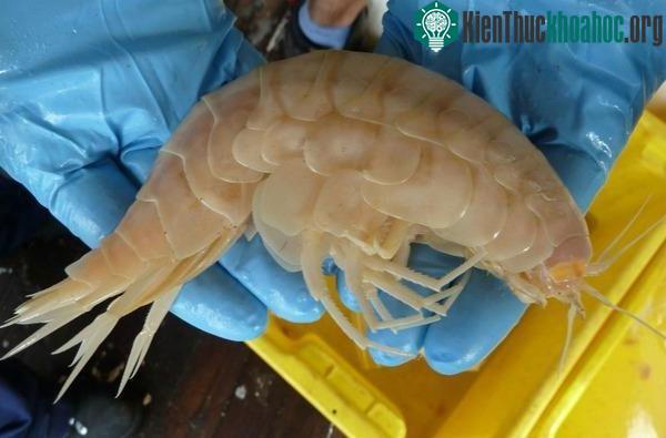 Sinh vật này tạm gọi là động vật giáp xác siêu khổng lồ.