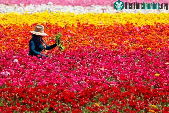 Hoa Tecolote Ranunculus khổng lồ tại Cánh đồng hoa ở Carlsbad, California, Mỹ.