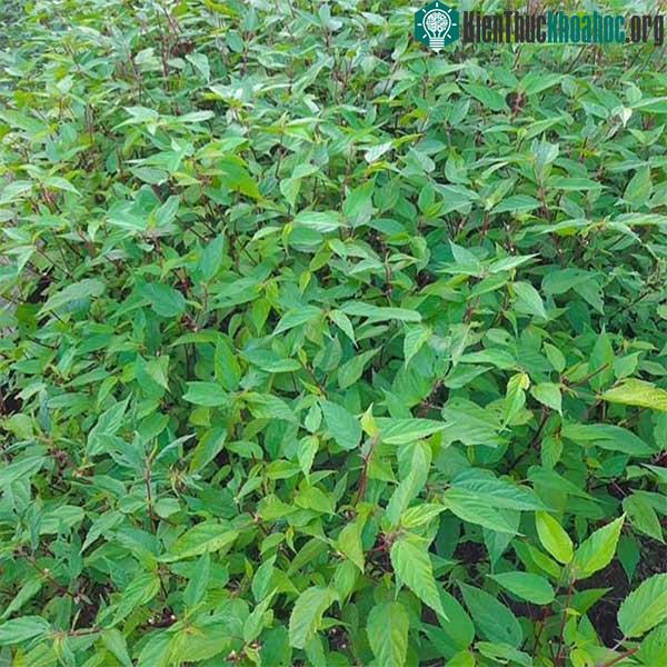 Vitamin A trong rau đay cũng quan trọng cho hệ miễn dịch.