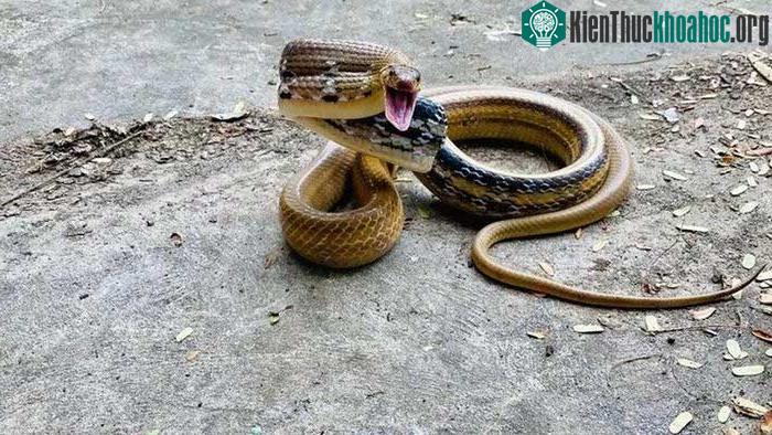 Khi ở tư thế tự vệ, rắn hổ ngựa ngóc cao đầu và há to miệng đầy đe dọa