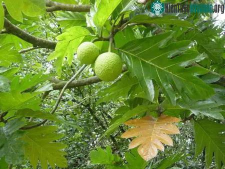 Sa kê được trồng khắp các khu vực nhiệt đới, trong đó có các tỉnh miền Nam Việt Nam.