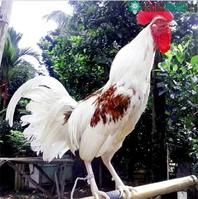 Chỉ khi chúng cất tiếng gáy thì mới nhận ra được sự khác biệt.