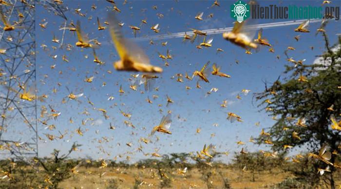 Một đàn châu chấu sa mạc bay qua trang trại gần thị trấn Nanyuki, hạt Laikipia, Kenya
