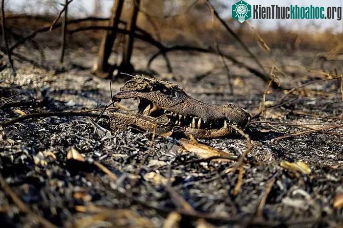 Toàn cảnh cháy rừng thiêu rụi vùng đất ngập nước lớn nhất thế giới ảnh 3