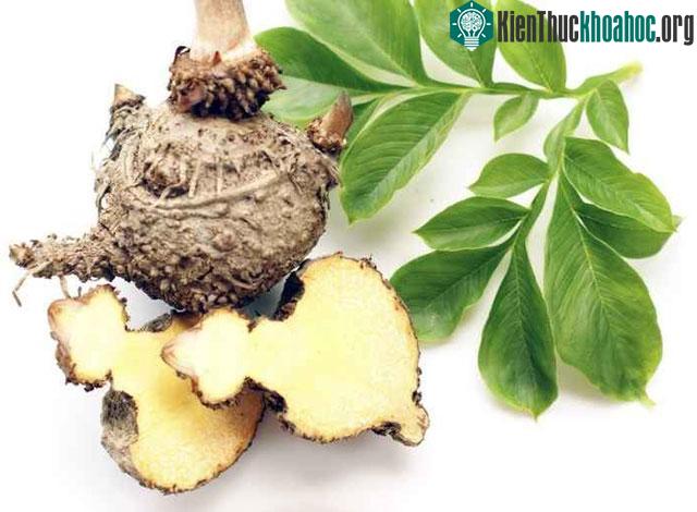 Khoai nưa mọc hoang hóa khắp các tỉnh miền núi nước ta.