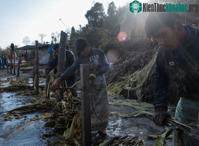 Công nhân tước vỏ cây argeli ở Nepal.