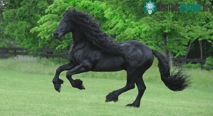 Con ngựa này nhập cảnh vào Mỹ từ Hà Lan khi 6 tuổi.&nbsp;