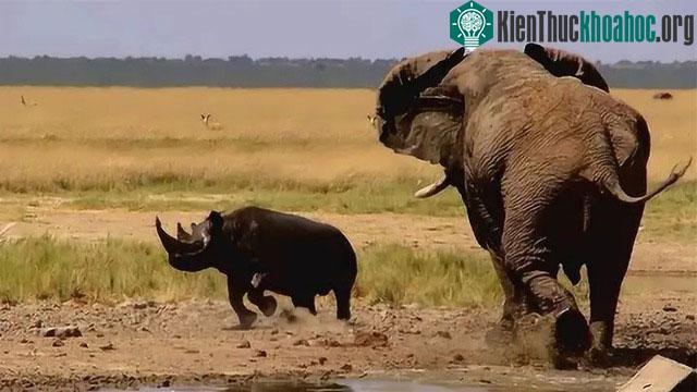 Voi chỉ trở nên hung dữ khi bị khiêu khích, tức giận hoặc sợ hãi.