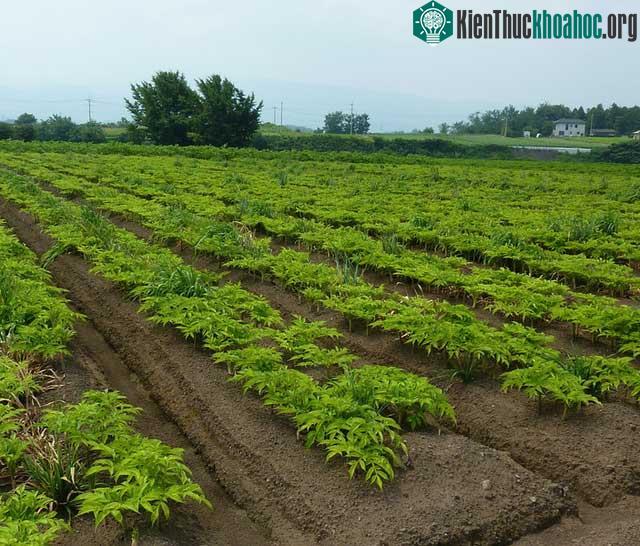Khoai nưa là loại cây trồng kinh tế ở nhiều địa phương tại Việt Nam.